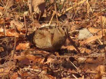 2023年1月28日(土) 舞岡公園の野鳥観察記録