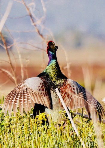 Green Pheasant 熊本県阿蘇市 Sun, 4/8/2018