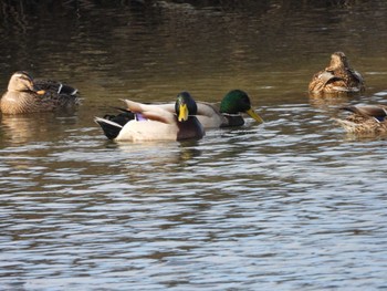 マガモ 東京港野鳥公園 2023年1月21日(土)