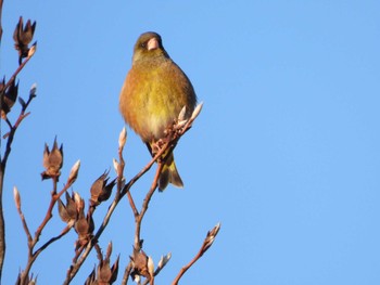 2023年1月28日(土) 東松山市の野鳥観察記録