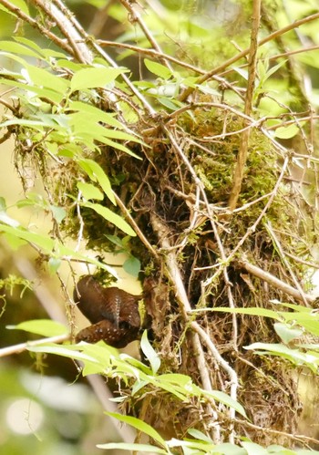 Unknown Species l熊本県阿蘇市 Sun, 4/8/2018