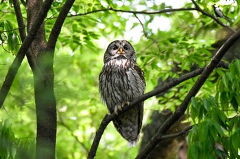 フクロウ 野木神社(栃木県) 2019年5月17日(金)