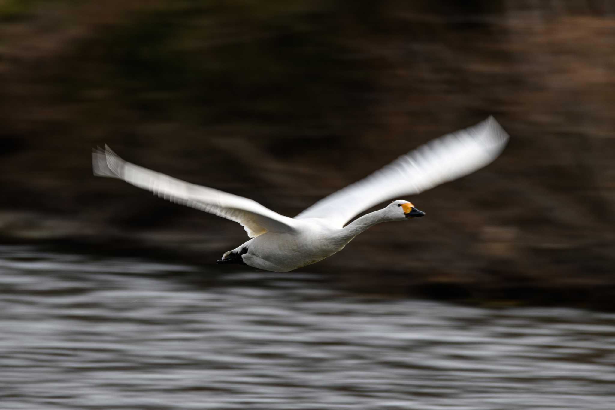 Photo of Tundra Swan at 越辺川(埼玉県川島町) by Yokai