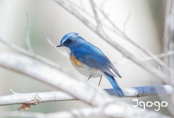 Red-flanked Bluetail 東京都立桜ヶ丘公園(聖蹟桜ヶ丘) Wed, 1/4/2023