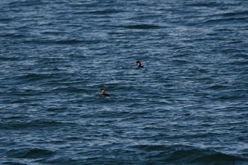 2023年1月28日(土) 大洗海水浴場の野鳥観察記録