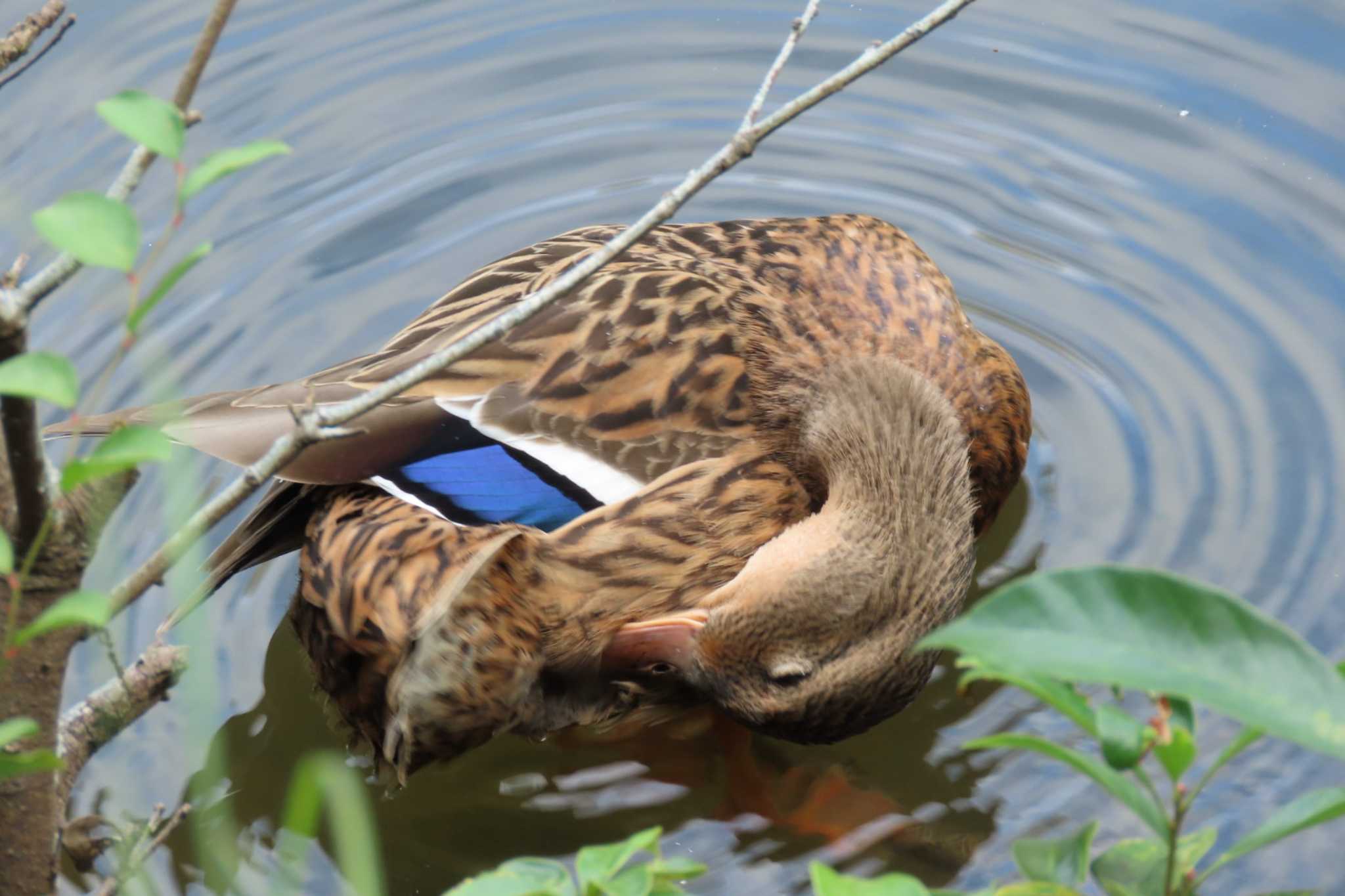 京都市宝ヶ池公園 マガモの写真 by 姉なめこ