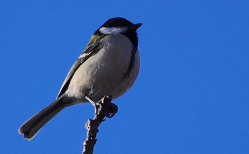 2023年1月28日(土) 千里南公園の野鳥観察記録