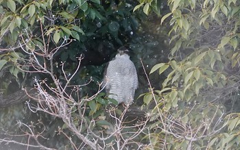 2023年1月28日(土) 万代池の野鳥観察記録