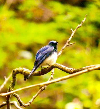 Unknown Species l熊本県阿蘇市 Sun, 4/8/2018