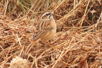 Meadow Bunting 守山みさき自然公園 Sat, 1/21/2023