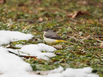 2023年1月28日(土) 鈴鹿青少年の森(三重県)の野鳥観察記録