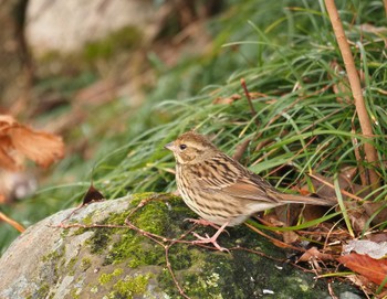 Masked Bunting 鈴鹿青少年の森(三重県) Sat, 1/28/2023