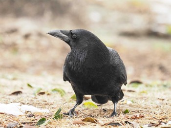 Carrion Crow 鈴鹿青少年の森(三重県) Sat, 1/28/2023