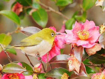 Warbling White-eye 鈴鹿青少年の森(三重県) Sat, 1/28/2023