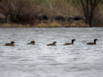 Pied-billed Grebe Lake Como(Minnesota) Sun, 4/24/2022