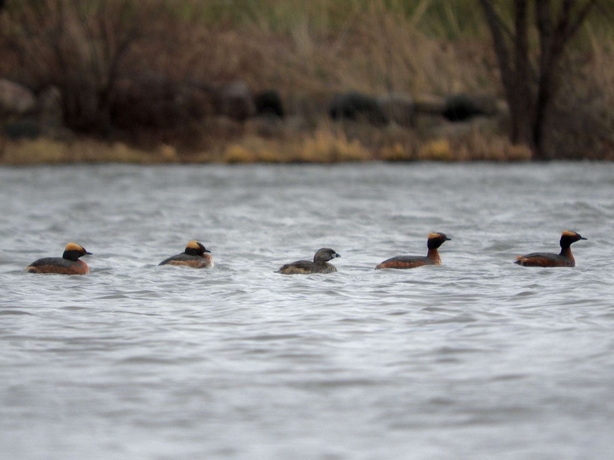 Pied-billed Grebe