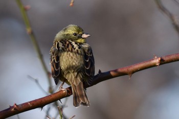 アオジ 舎人公園 2023年1月28日(土)