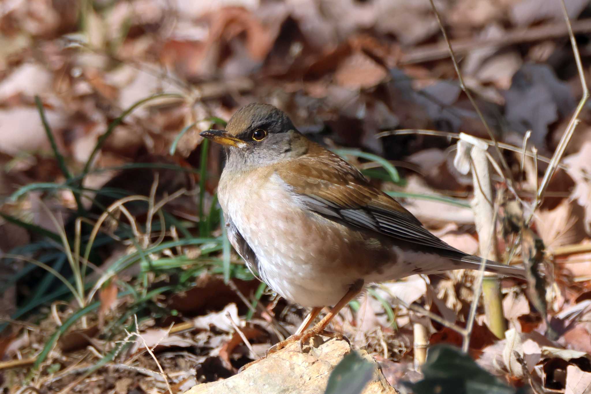 Pale Thrush