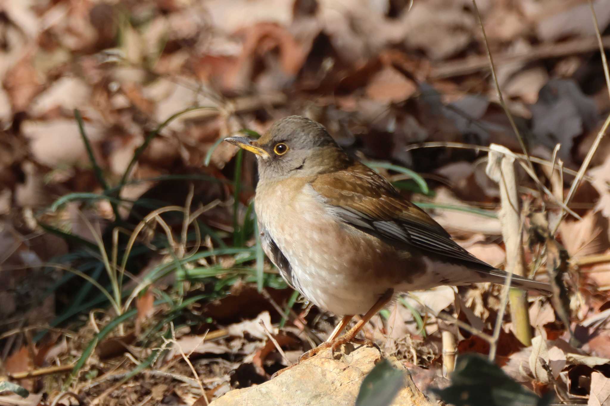 Pale Thrush