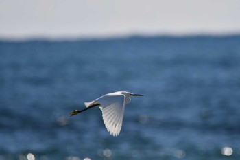 コサギ 平磯海岸 2023年1月28日(土)