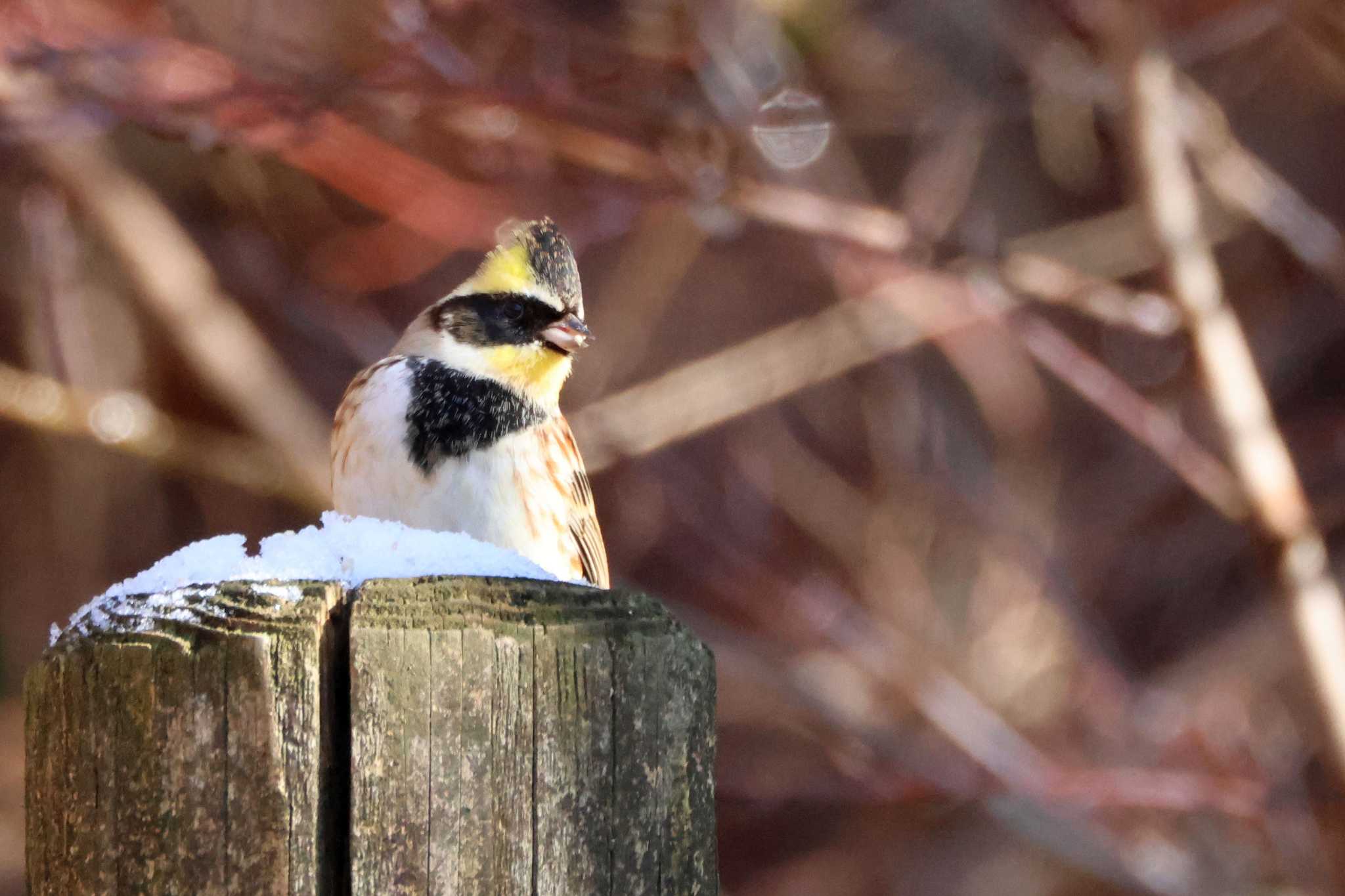 Yellow-throated Bunting