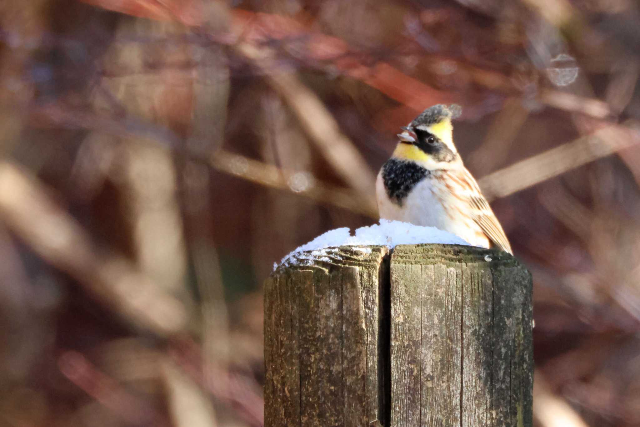 Yellow-throated Bunting