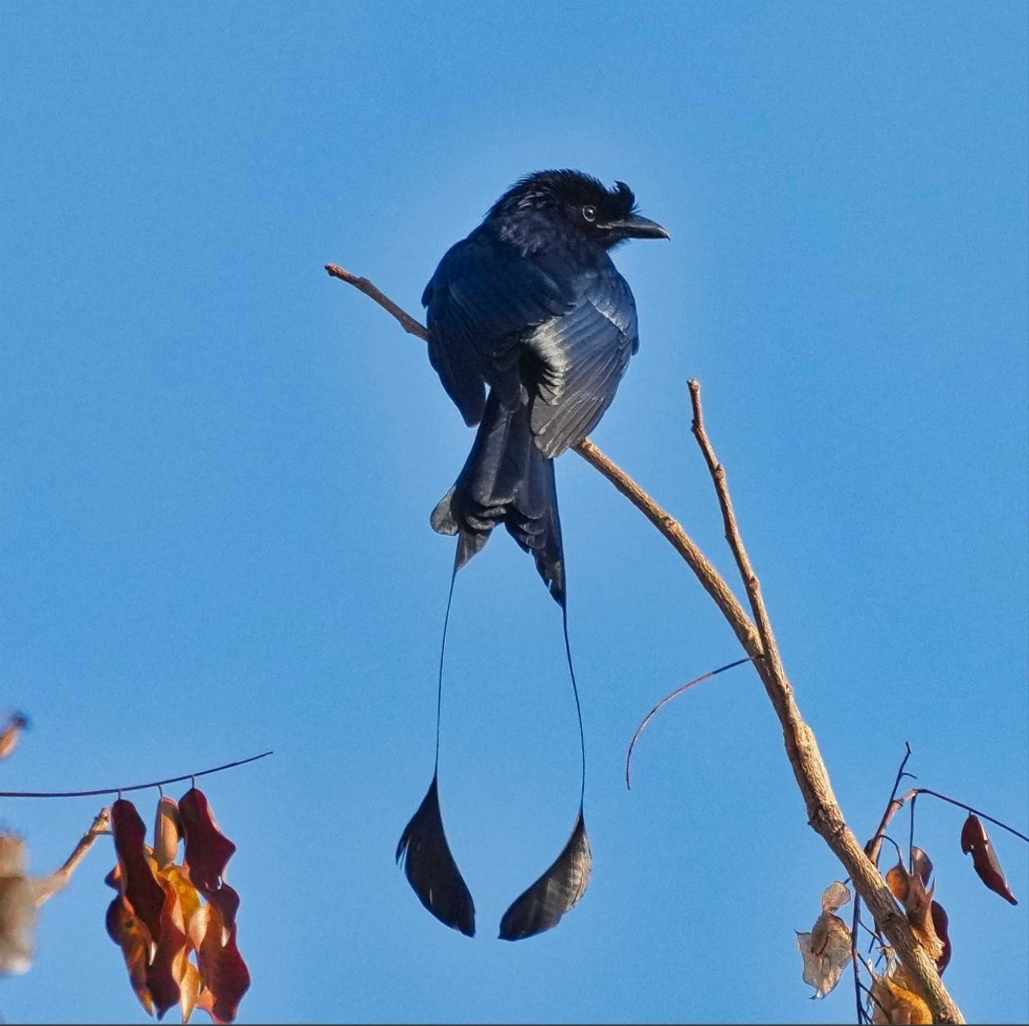 Greater Racket-tailed Drongo