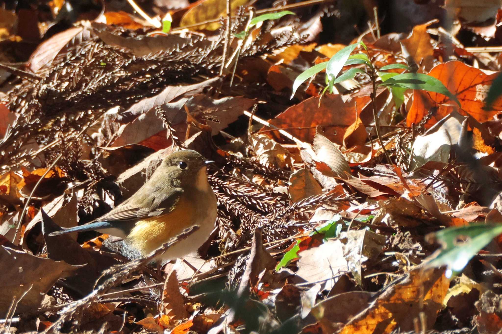 Red-flanked Bluetail