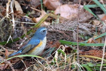 Sat, 1/28/2023 Birding report at 各務野自然遺産の森