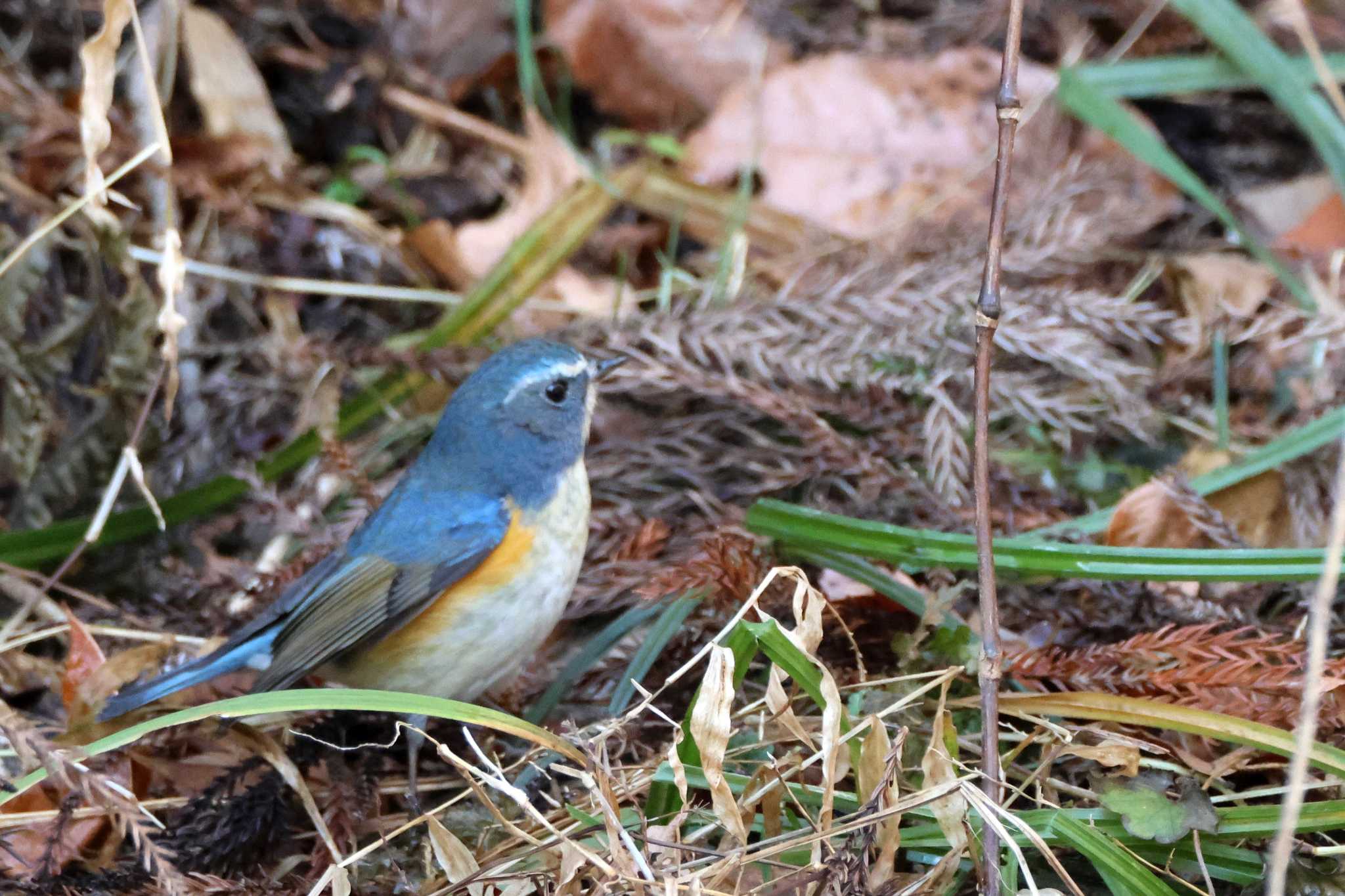 Red-flanked Bluetail