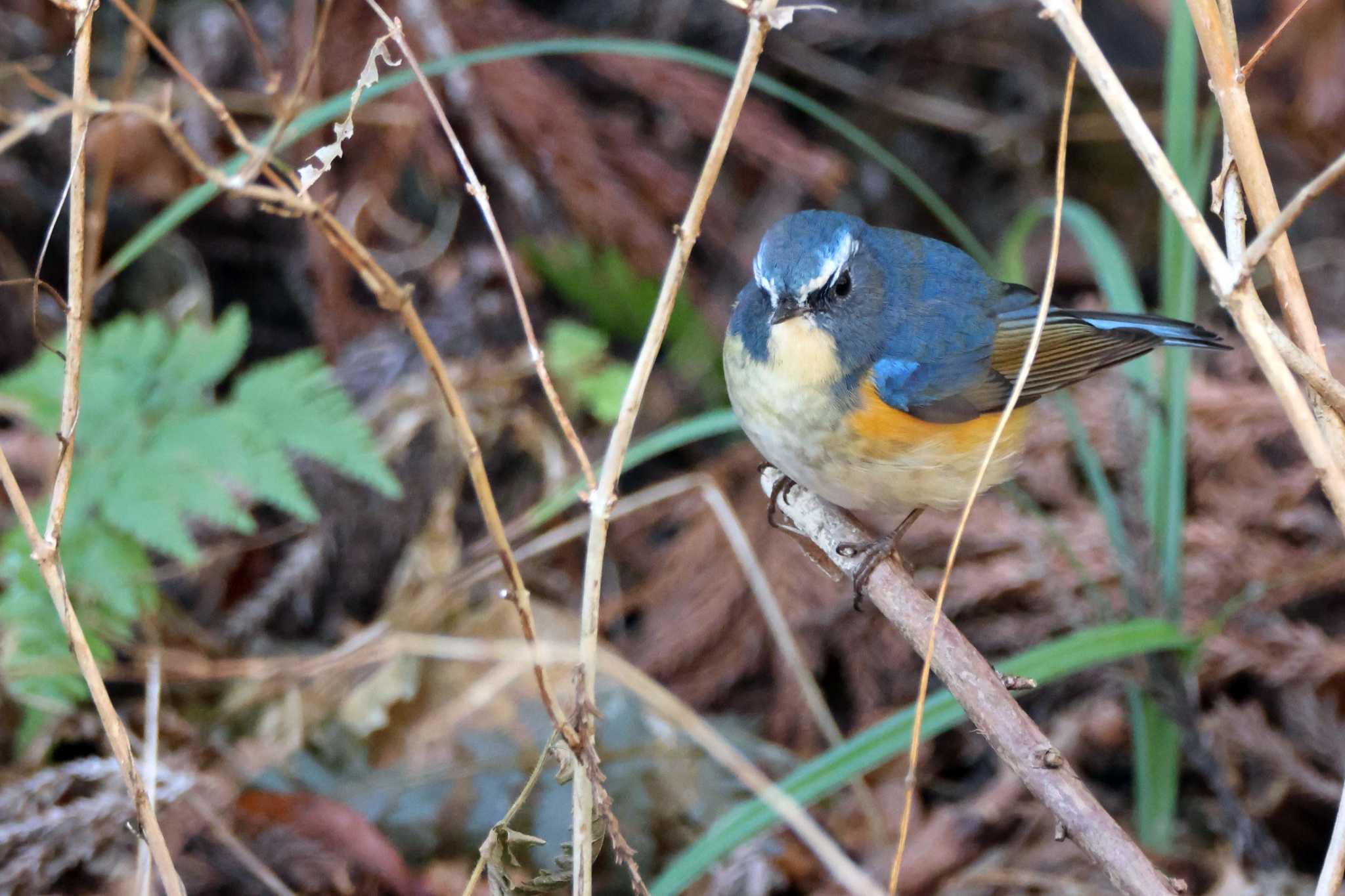 Red-flanked Bluetail