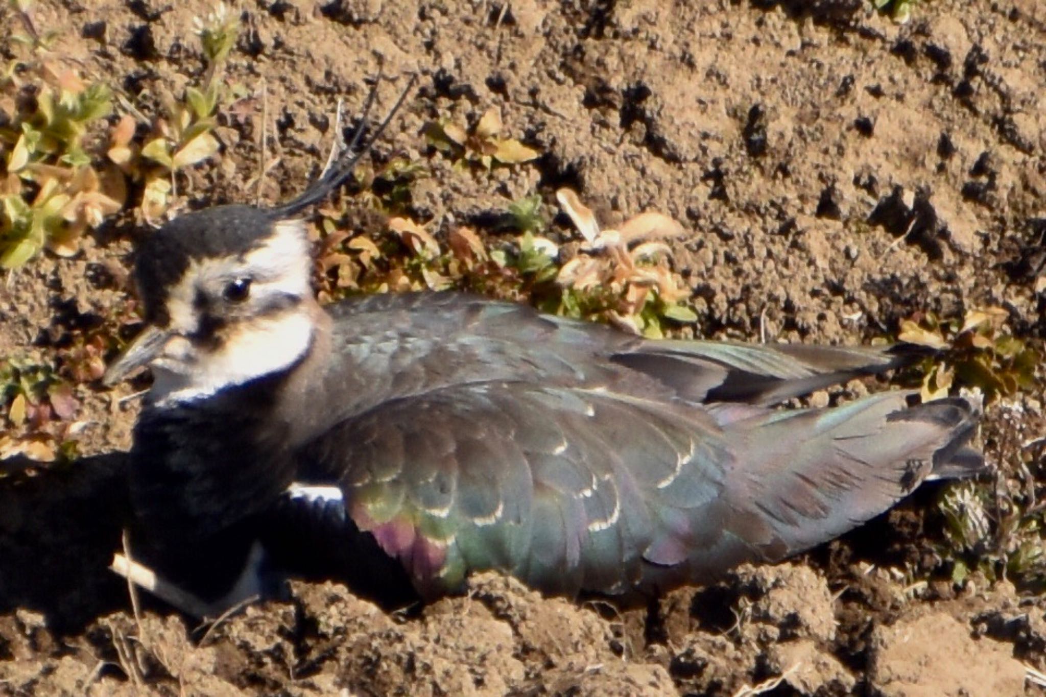 Northern Lapwing