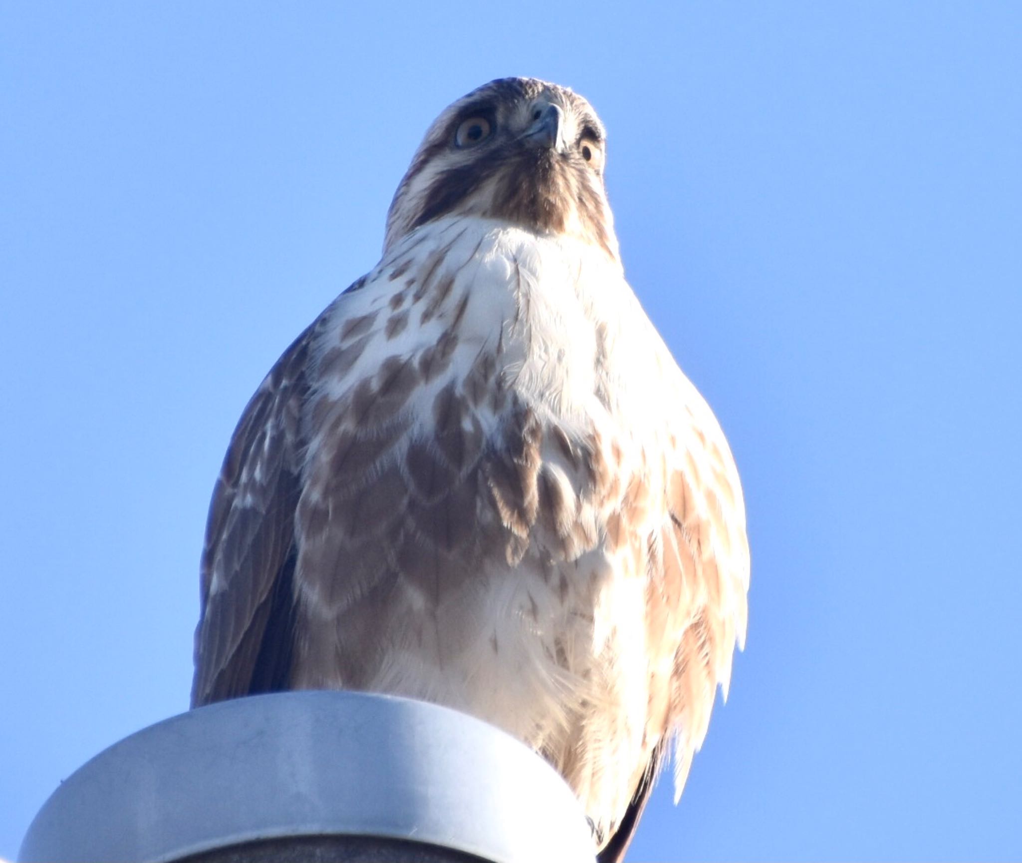 Eastern Buzzard