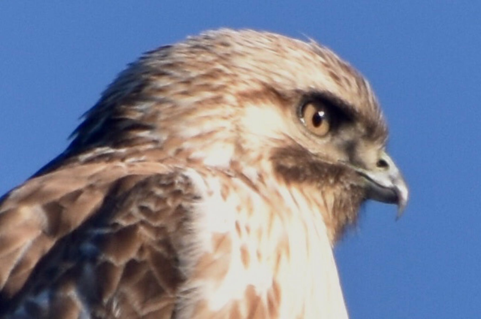 Eastern Buzzard