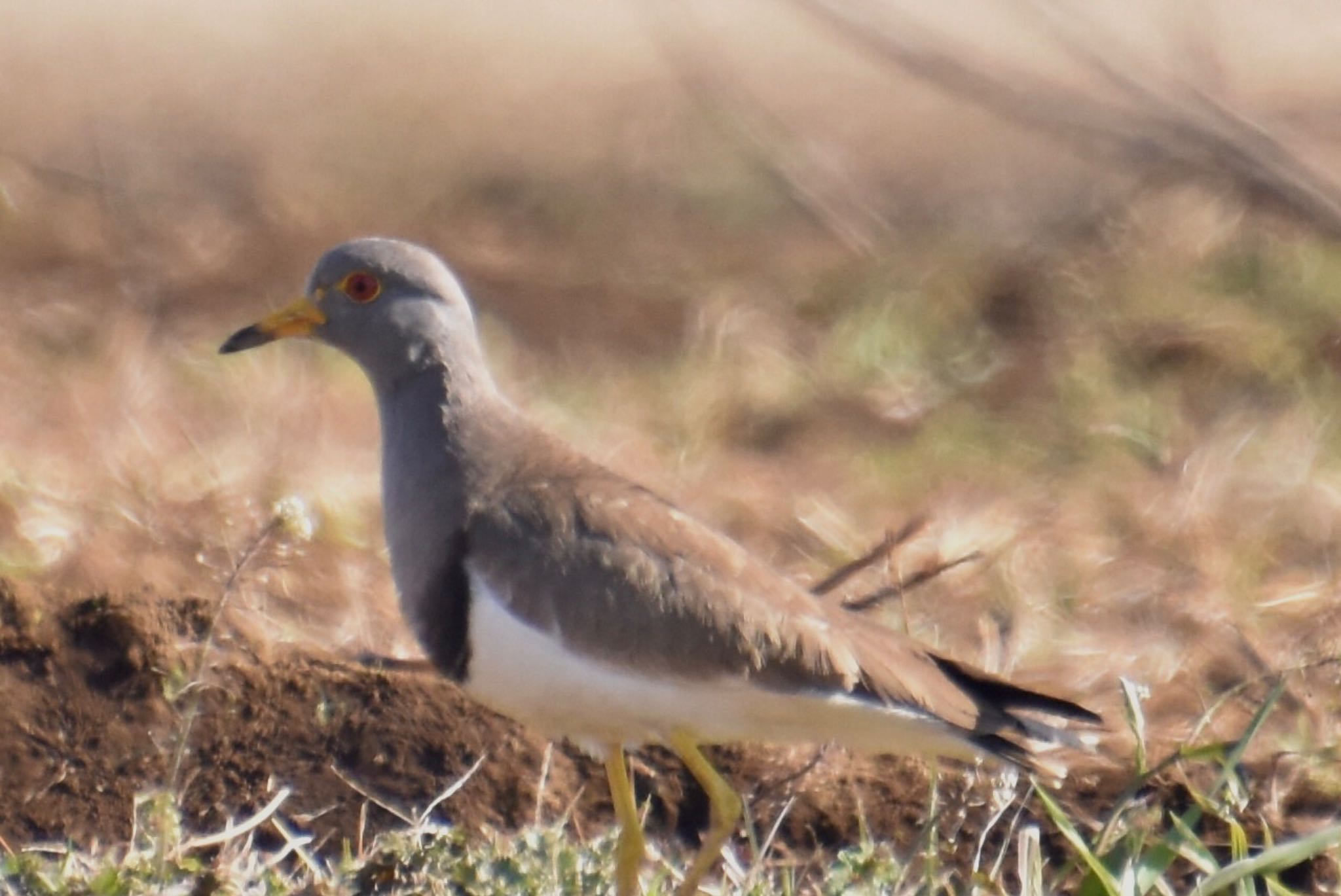 Grey-headed Lapwing