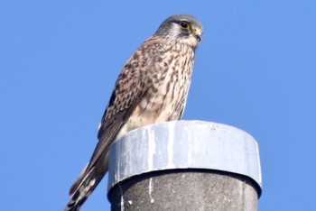 Sat, 1/28/2023 Birding report at 平塚田んぼ