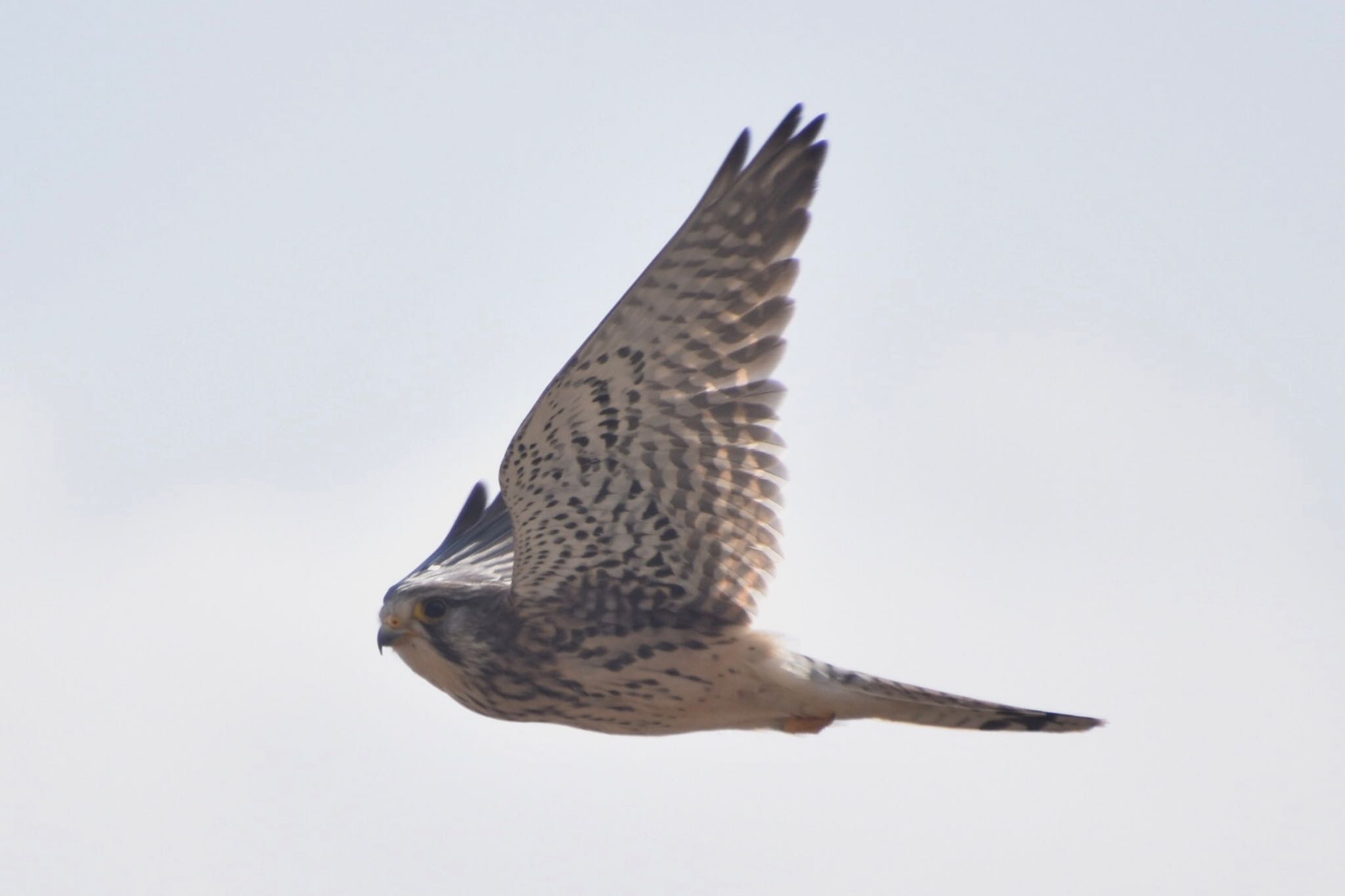 Common Kestrel