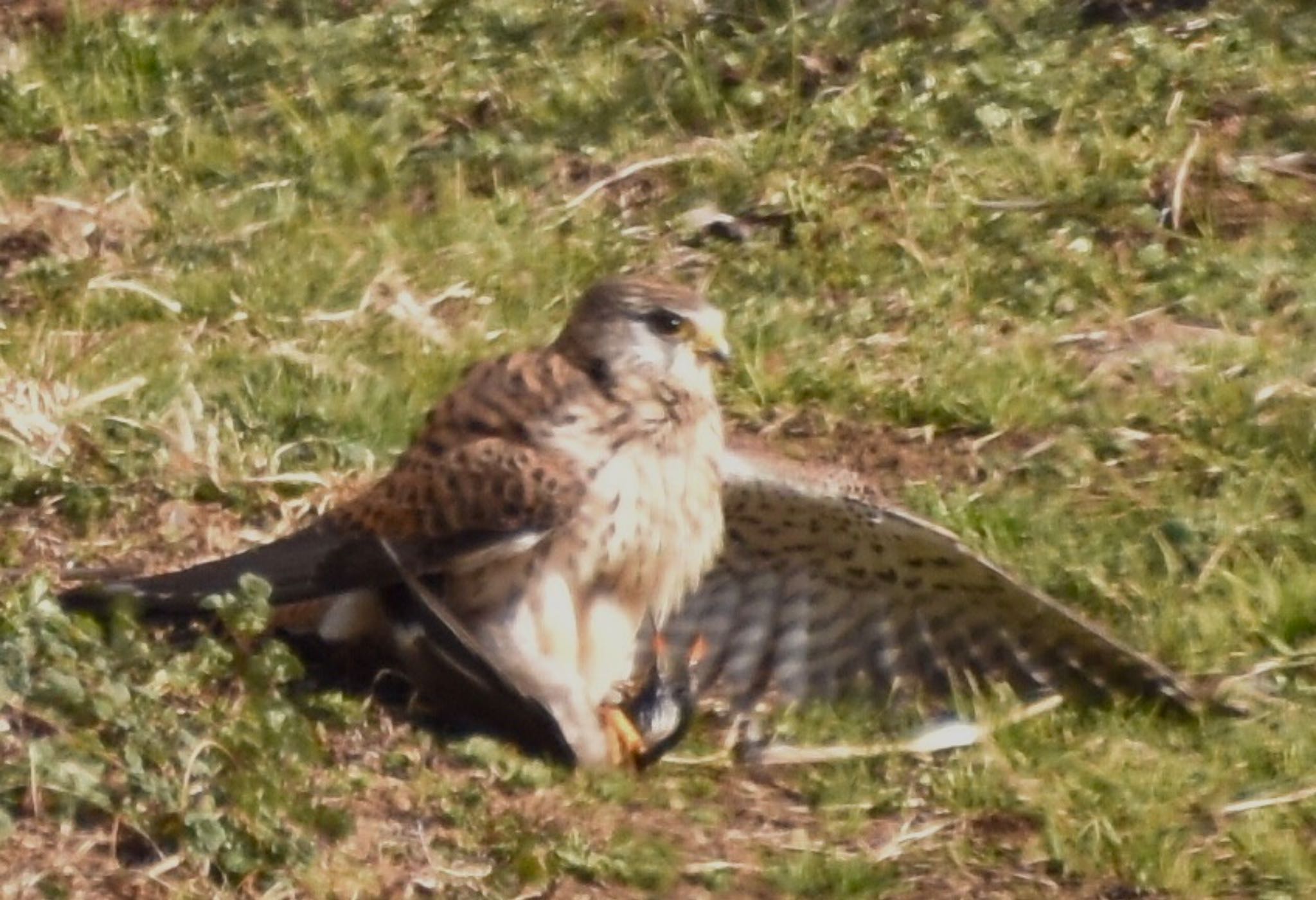 Common Kestrel