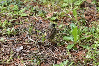 Masked Bunting 京都府立植物園 Sun, 4/8/2018