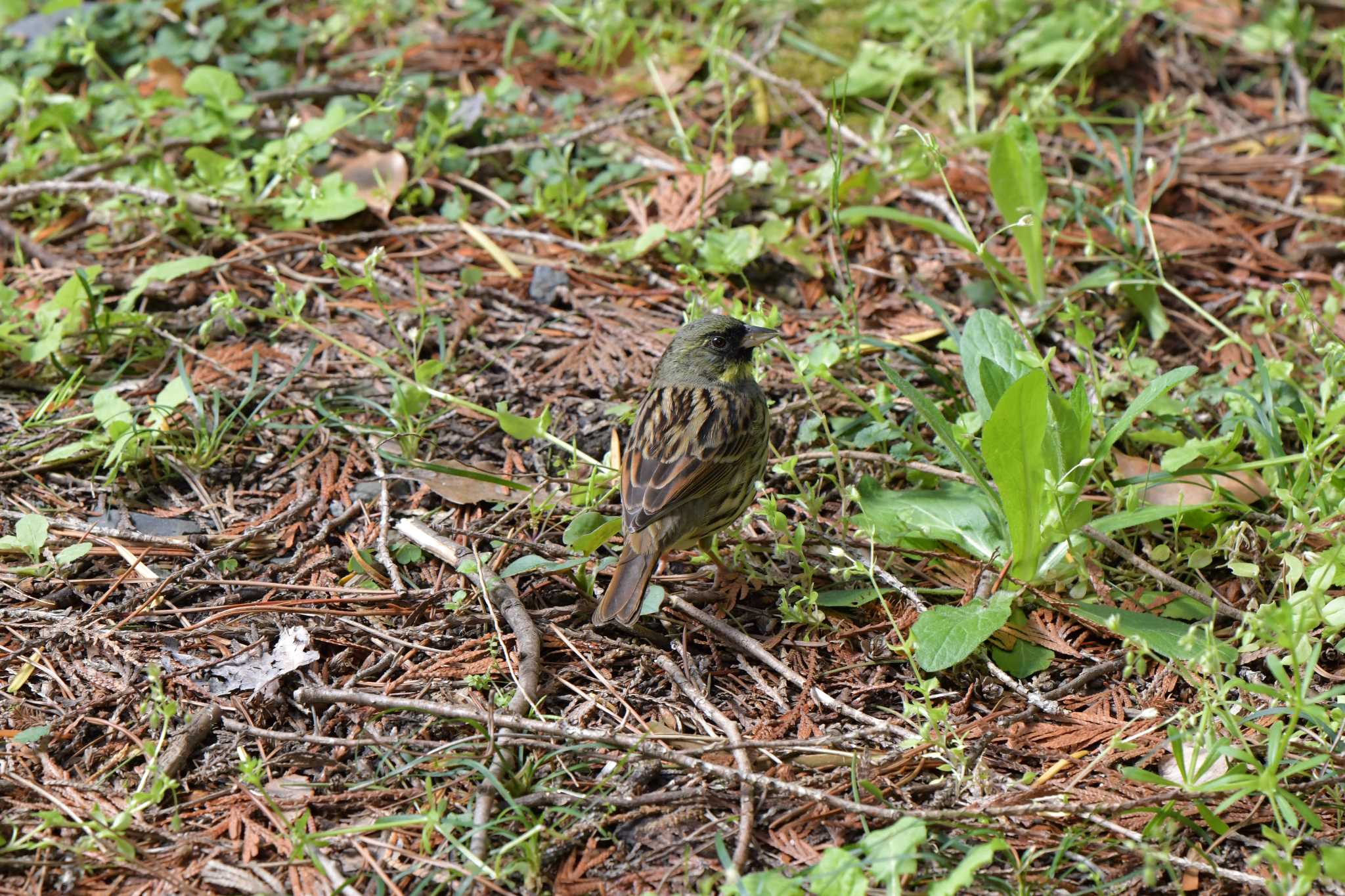 Masked Bunting