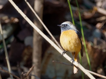 Sat, 1/28/2023 Birding report at 泉の森公園