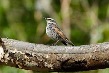 Dusky Thrush 北八朔公園 Fri, 1/27/2023