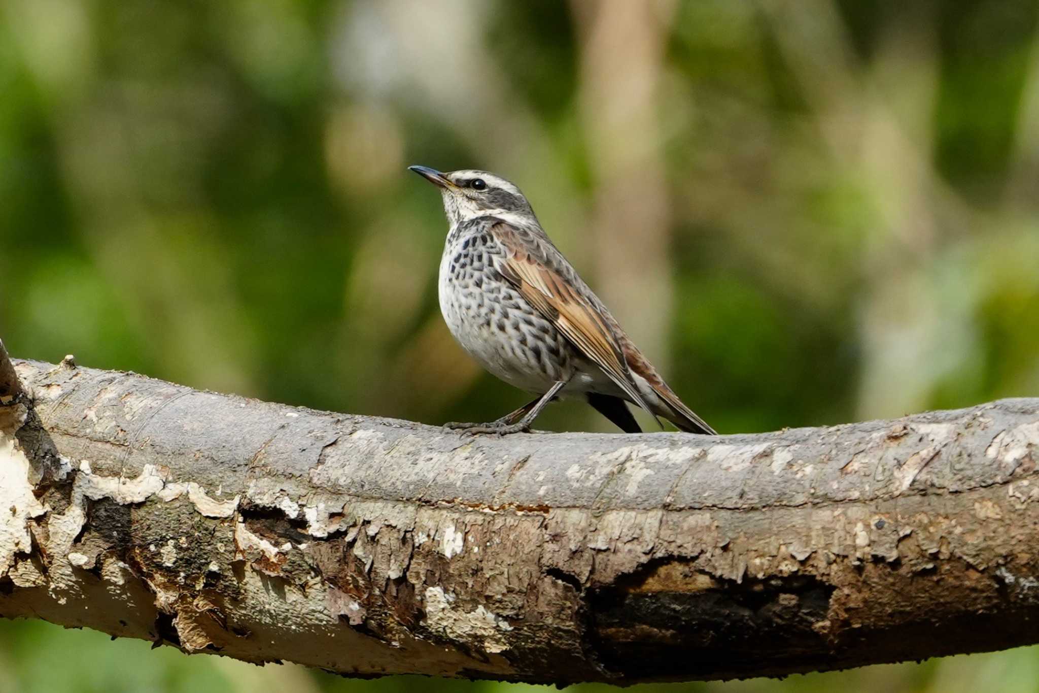 Dusky Thrush