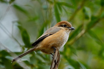 Bull-headed Shrike 北八朔公園 Fri, 1/27/2023