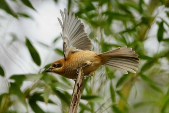 Bull-headed Shrike 北八朔公園 Fri, 1/27/2023