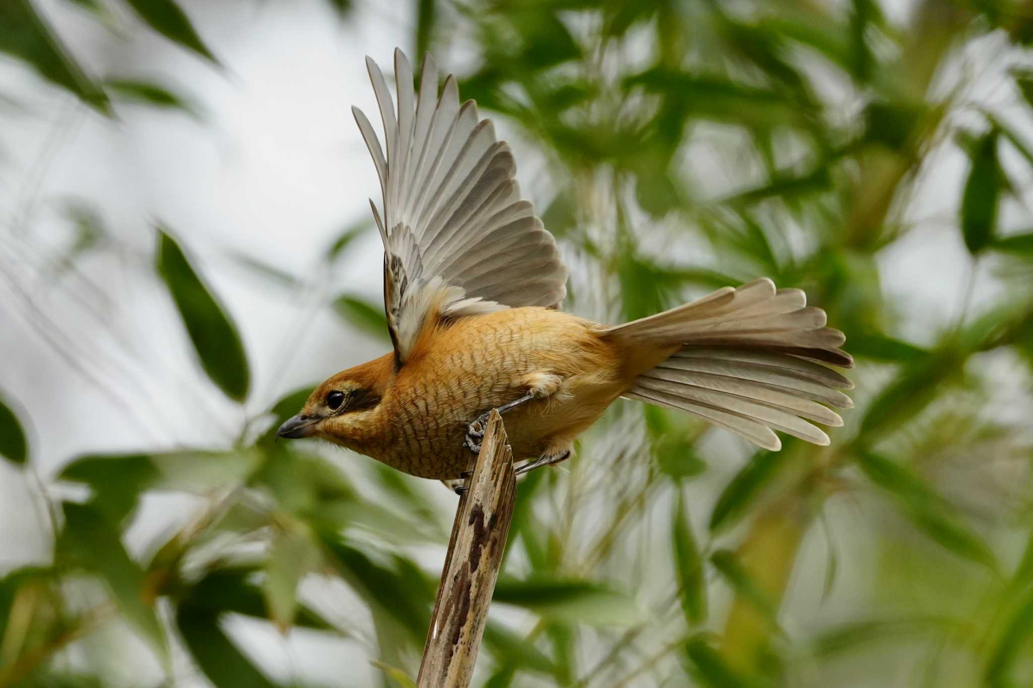 Bull-headed Shrike