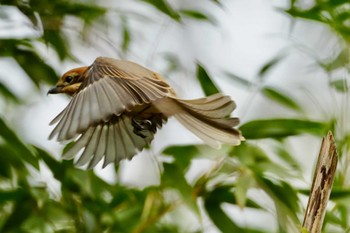 Bull-headed Shrike 北八朔公園 Fri, 1/27/2023