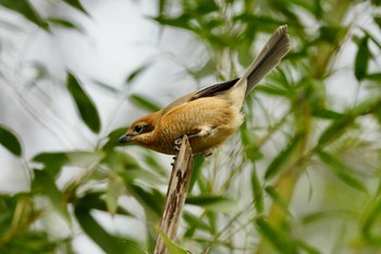 Bull-headed Shrike 北八朔公園 Fri, 1/27/2023