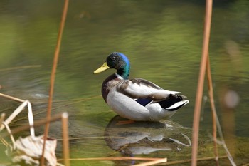 Sun, 4/8/2018 Birding report at 京都府立植物園