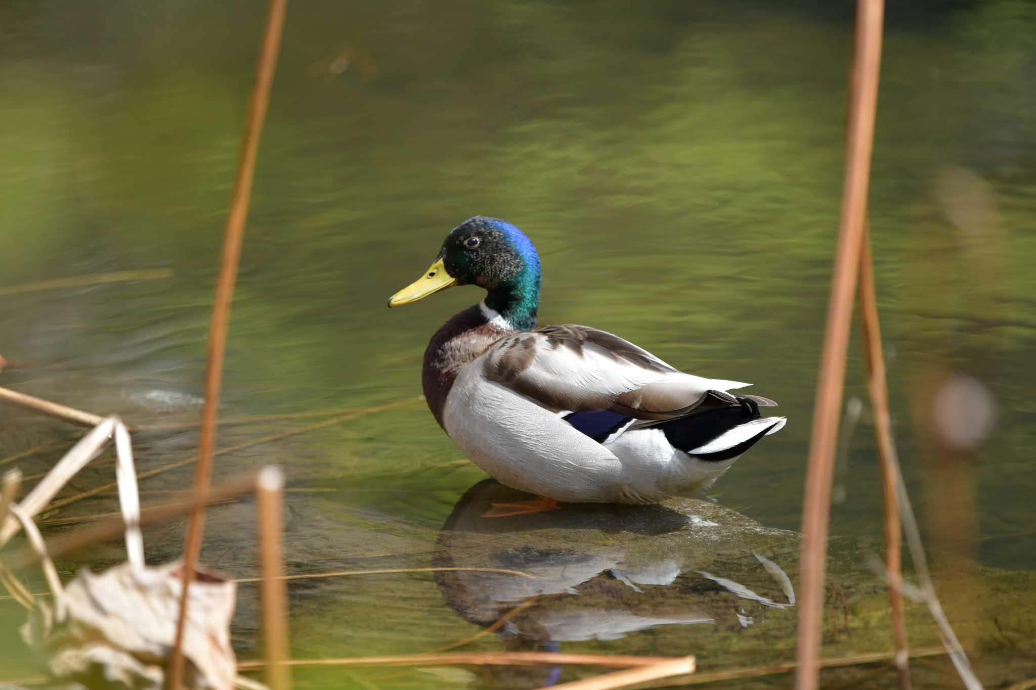 Mallard